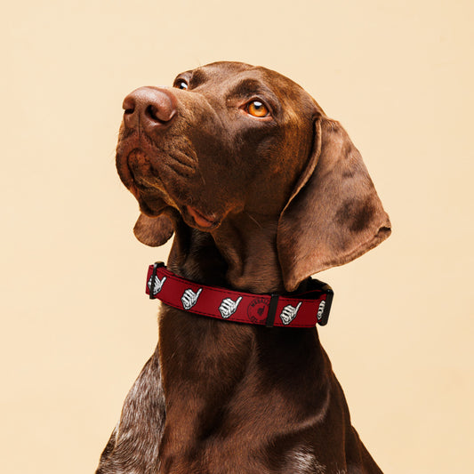 MrBallen Maggie's Collection Pet Collar-4